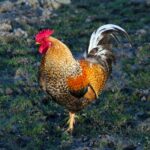 A beautiful colorful rooster in a backyard.