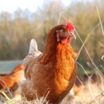 Organic-fed chicken on pasture.