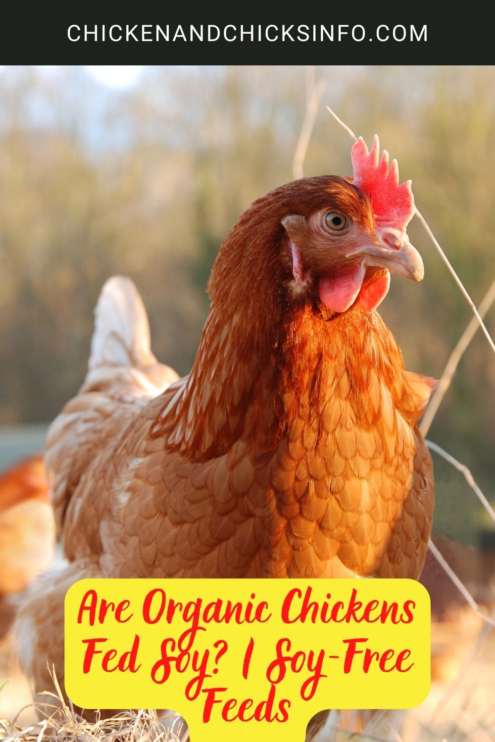 Are Organic Chickens Fed Soy? | Soy-Free Feeds psoter.

