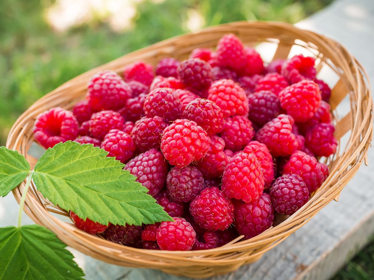 A basket full of ripe organic raspberries.