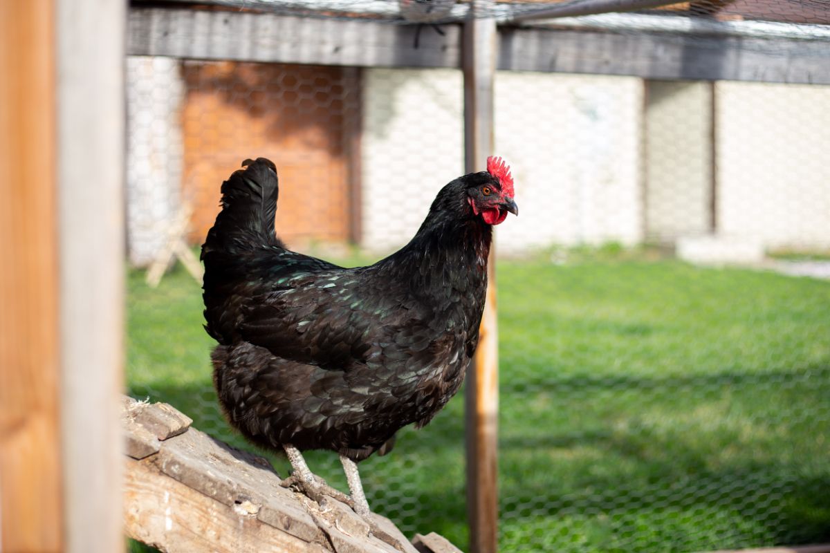 Black star chicken walking out of a coop.