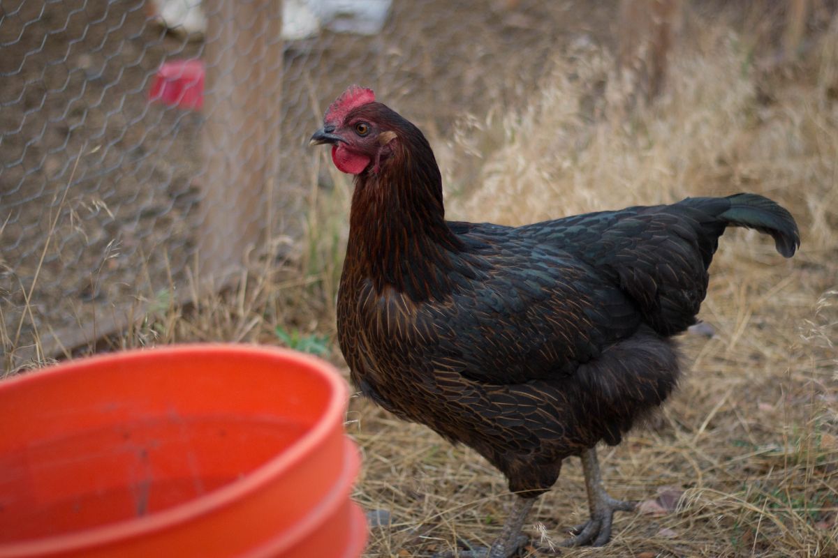 Black star chicken in a backyard near a fence and a red bucket.