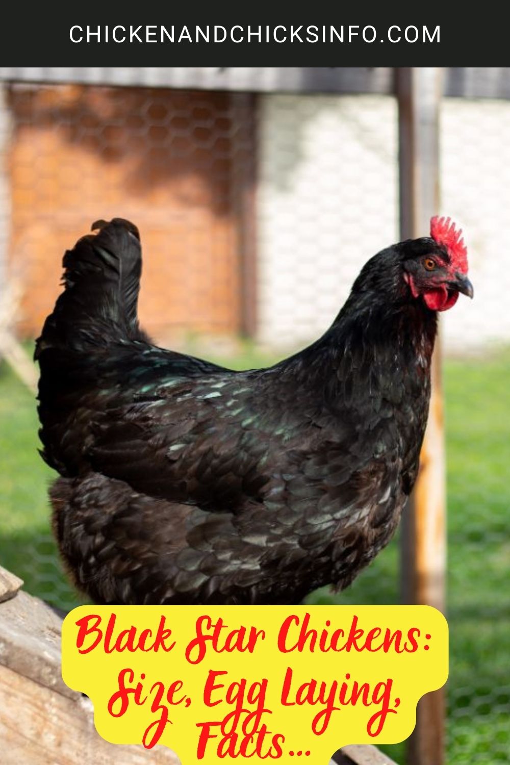 Black Star Chickens: Size, Egg Laying, Facts… poster.
