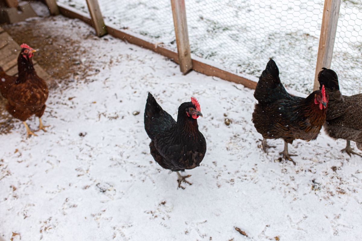 A bunch of black star chickens in a snowy backyard.
