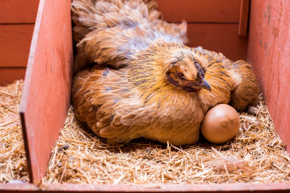 A brown chicken in a coop laying eggs.