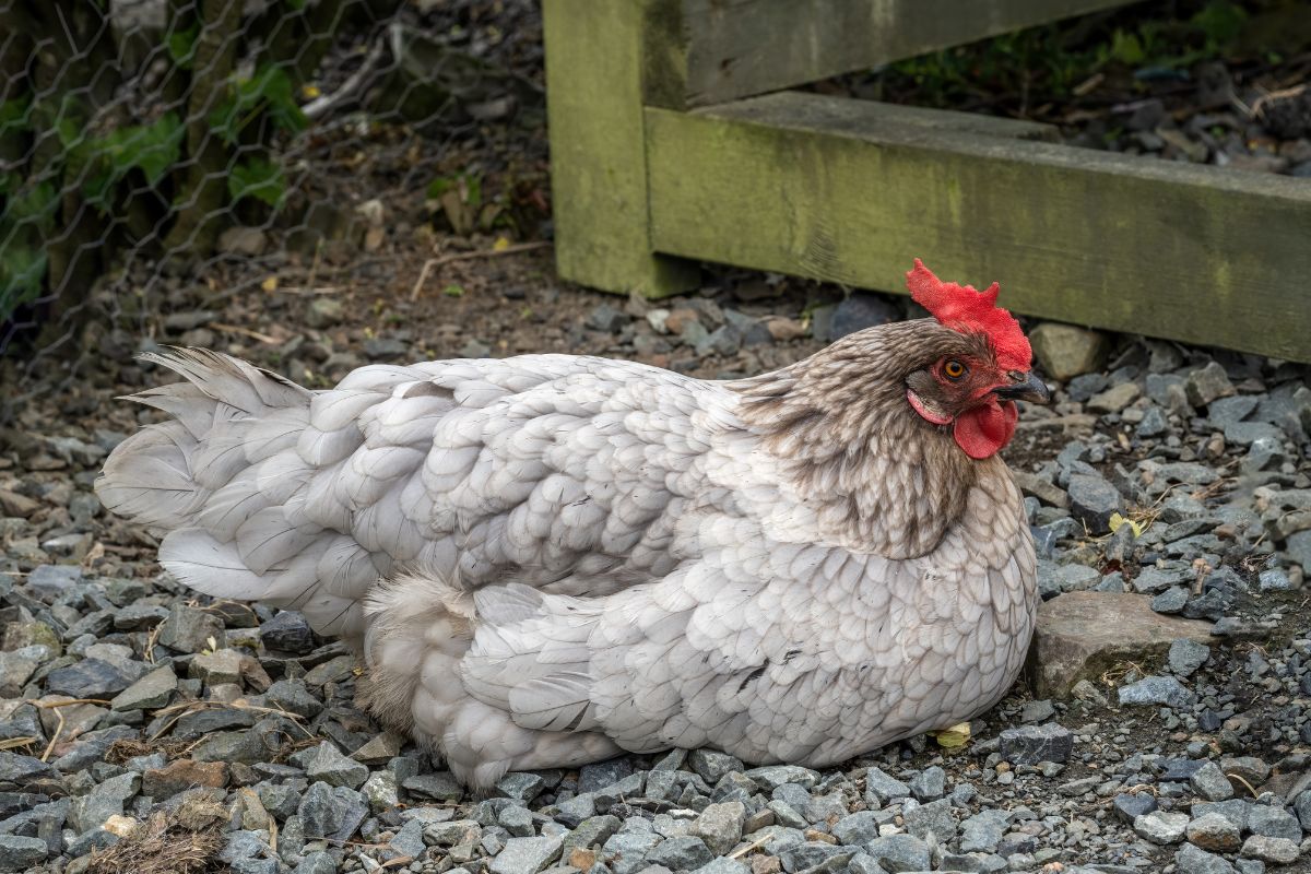 A gray chicken lying on rocky soil.