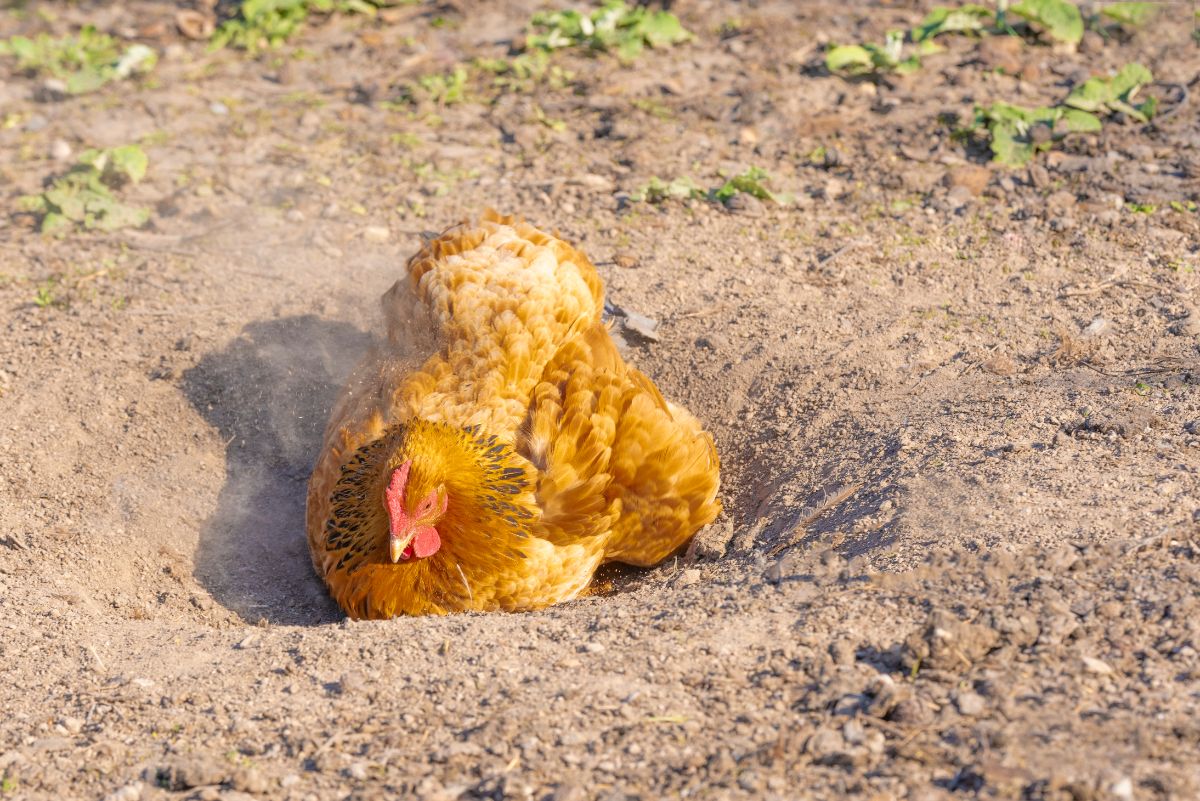 Brown chicken taking a dust bath,
