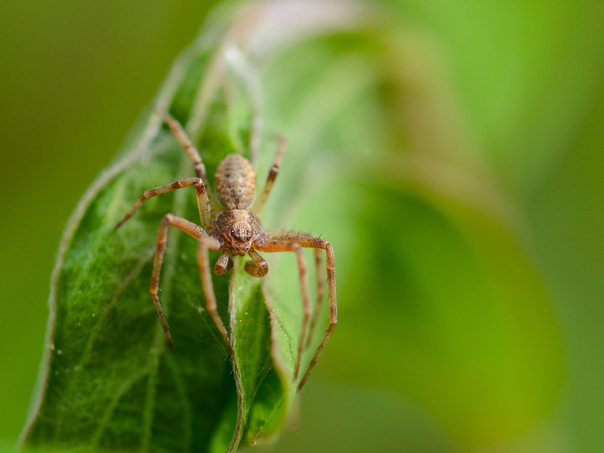 Brown spider on a green leaf close-up.
