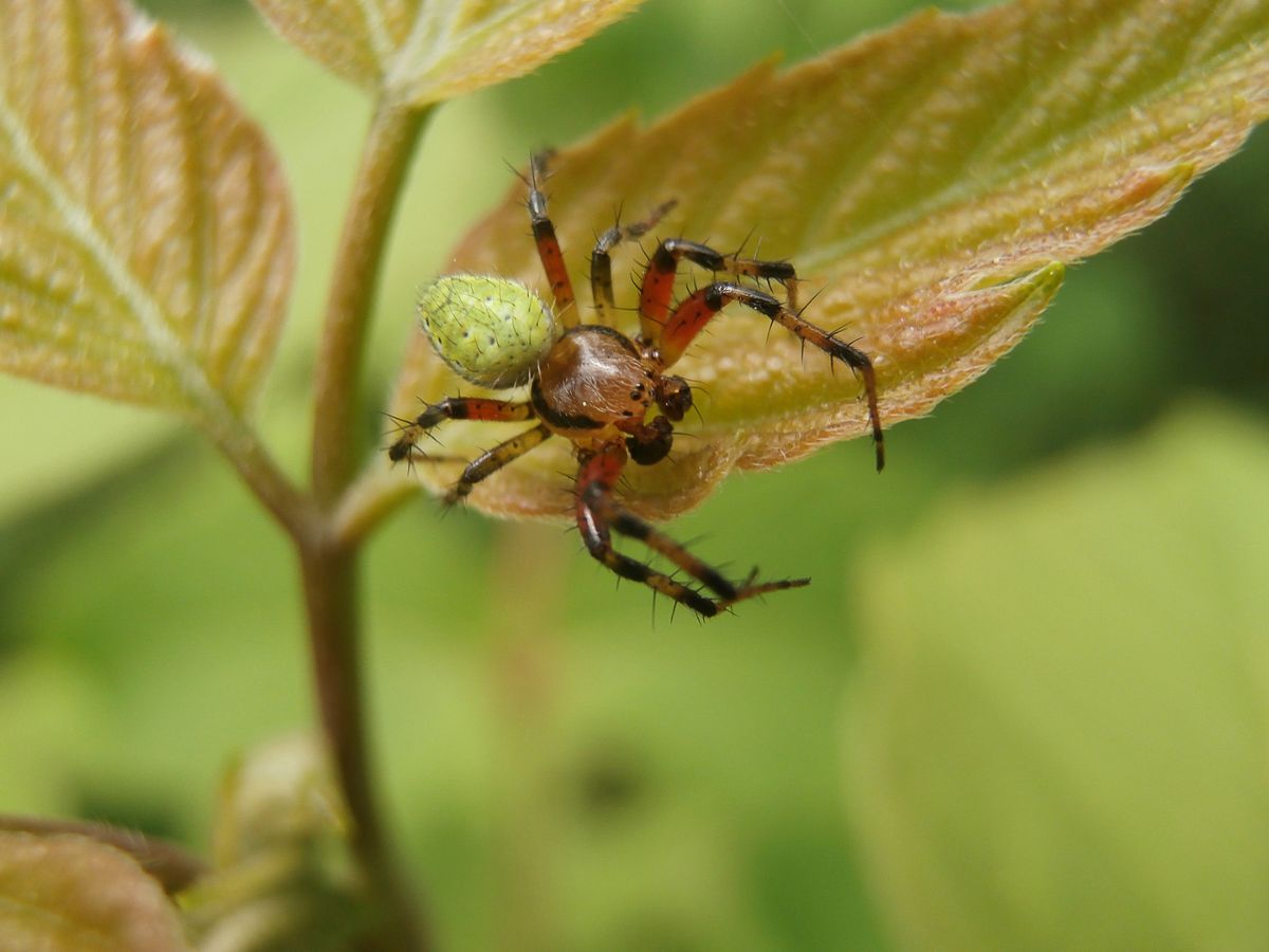 Brown spider on a plants close-up.