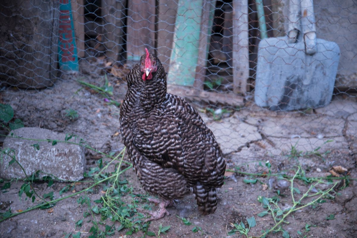 A big California grey chicken in a backyard.