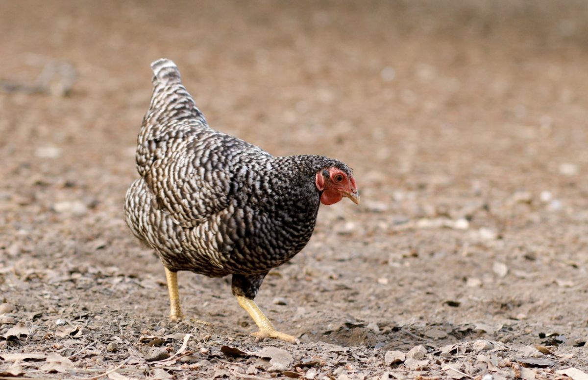 California grey chicken walking in a backyard.