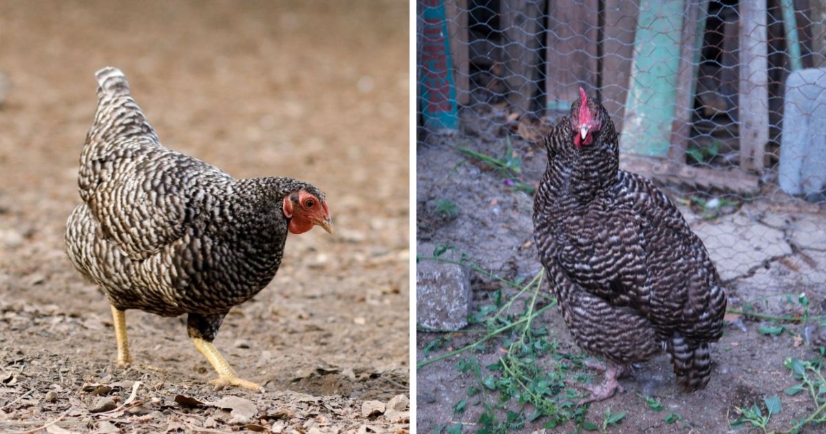 California Grey Chicken: Size, Egg Laying, Facts… - Chicken & Chicks Info