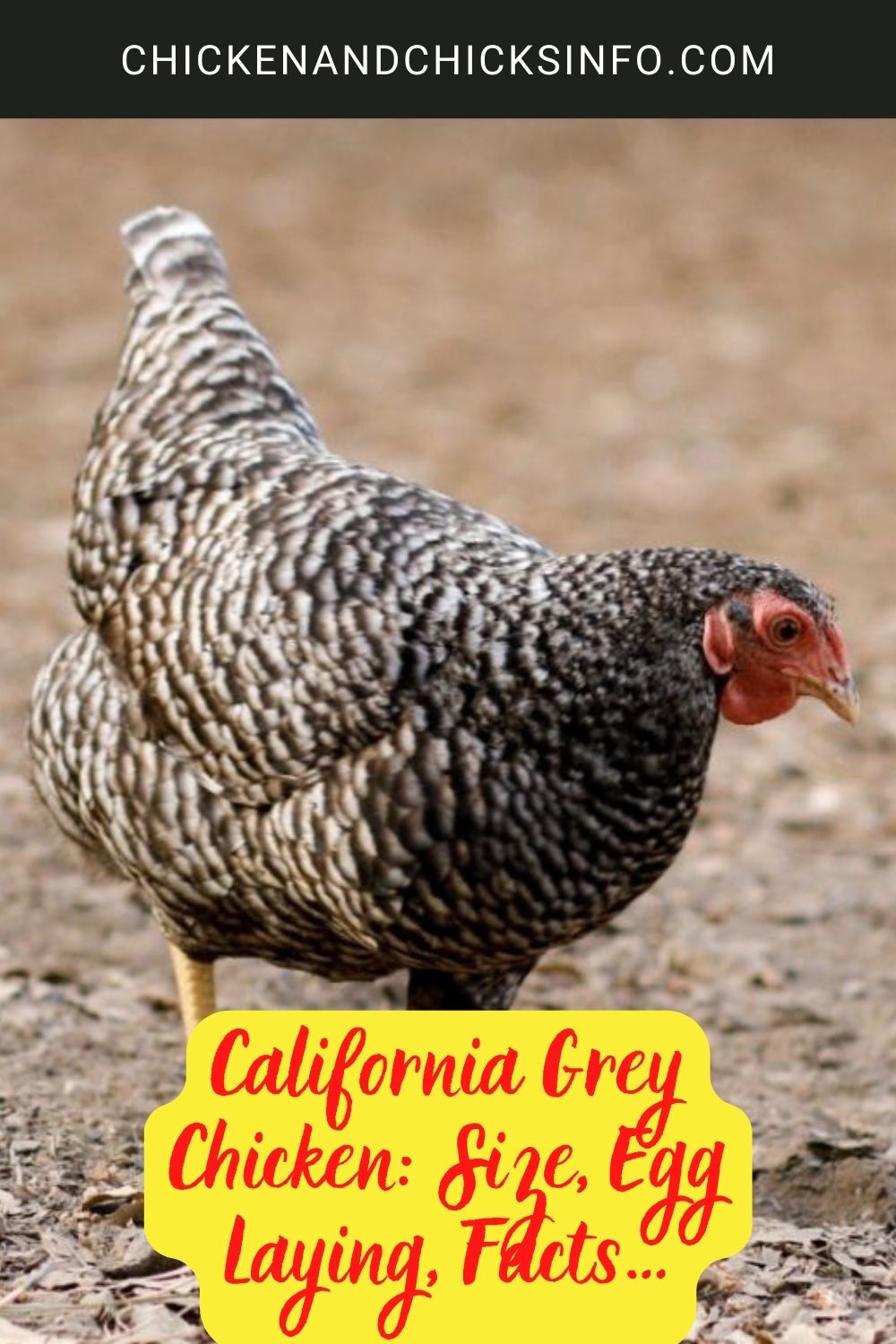 California Grey Chicken: Size, Egg Laying, Facts… poster.
