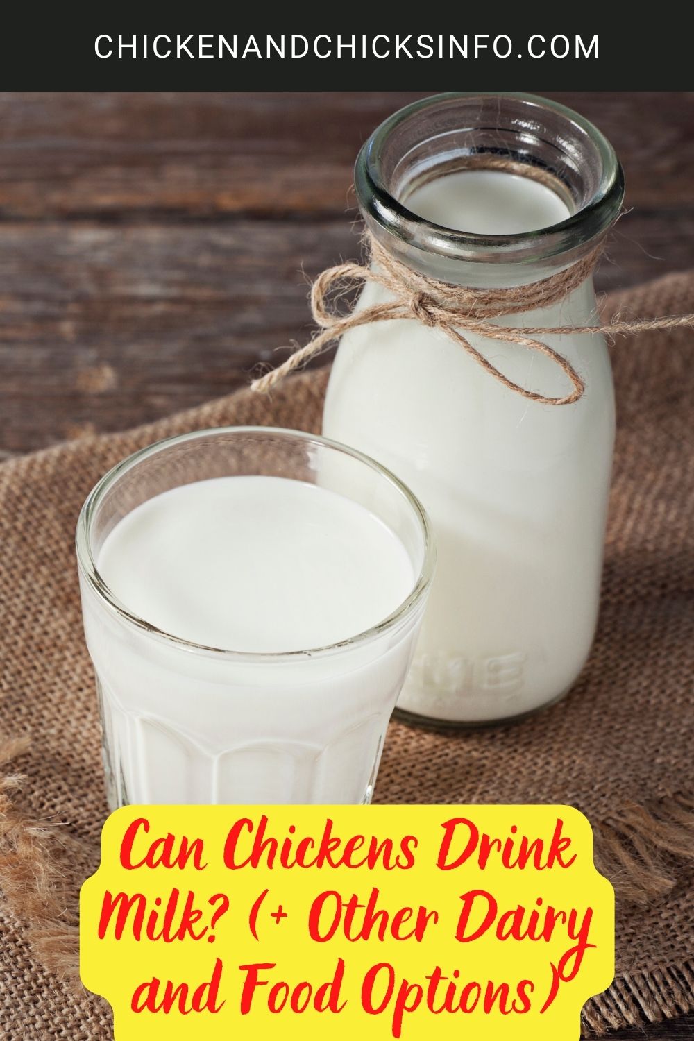 Can Chickens Drink Milk? (+ Other Dairy and Food Options) poster.
