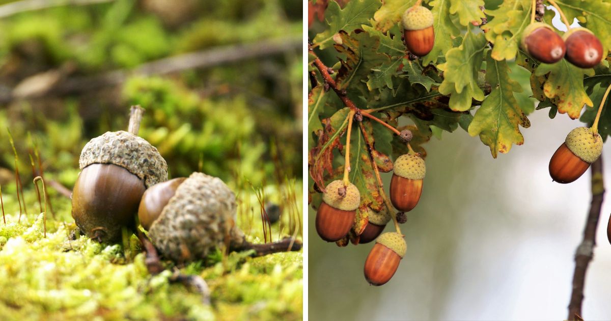 Can Chickens Eat Acorns? (Surprising Risks) Chicken & Chicks Info