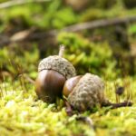 Two acorns on a meadow.