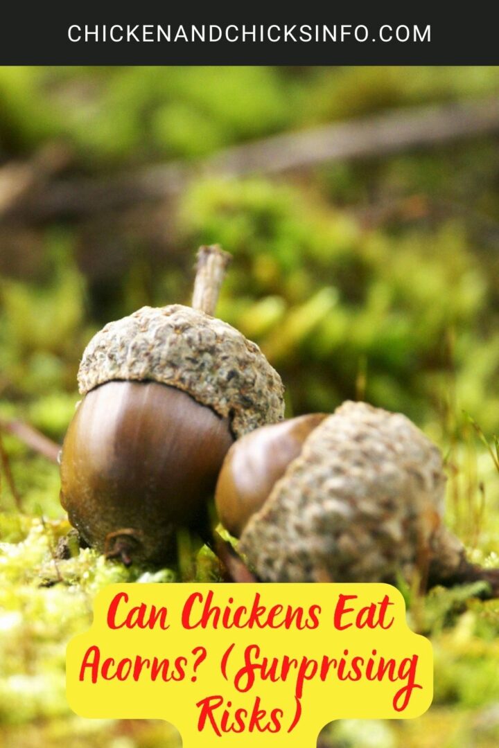 Can Chickens Eat Acorns? (Surprising Risks) Chicken & Chicks Info