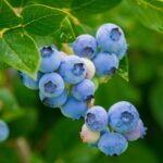 Ripe organic blueberries hanging on a branch.