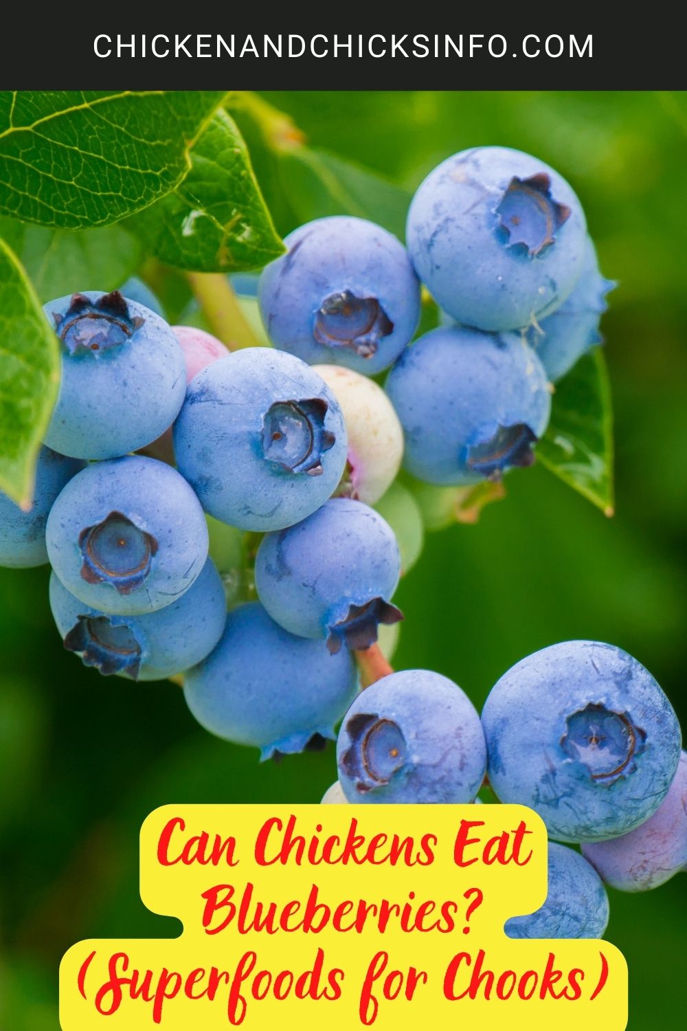 Can Chickens Eat Blueberries? (Superfoods for Chooks) poster.
