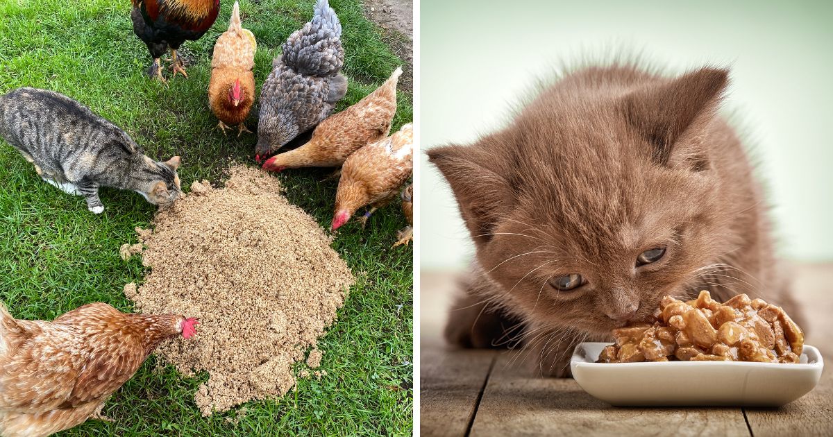 do chickens eat cat food