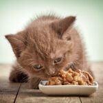 Brown kitten eating a food from a bowl.