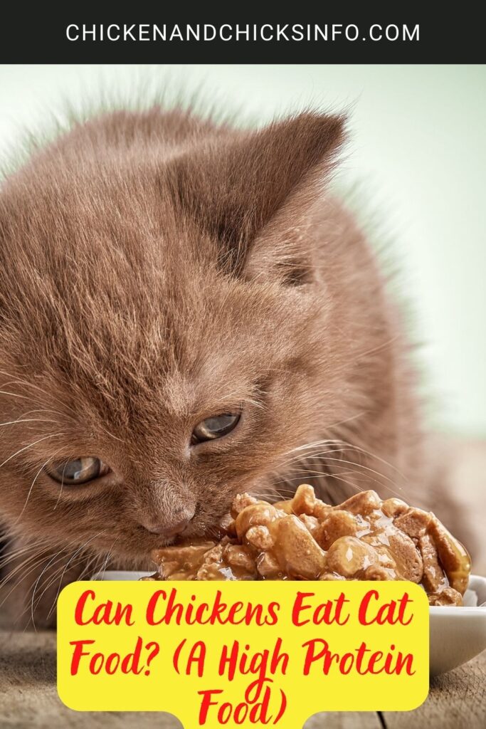 Can Chickens Eat Cat Food? (A High Protein Food) Chicken & Chicks Info