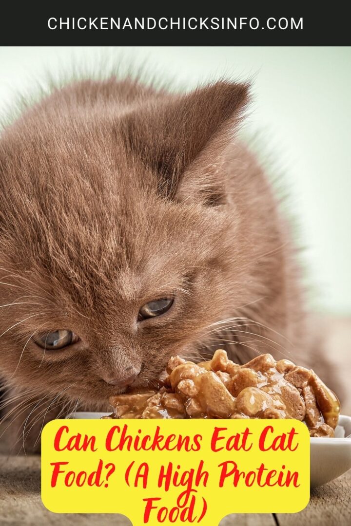 Can Chickens Eat Cat Food? (A High Protein Food) Chicken & Chicks Info