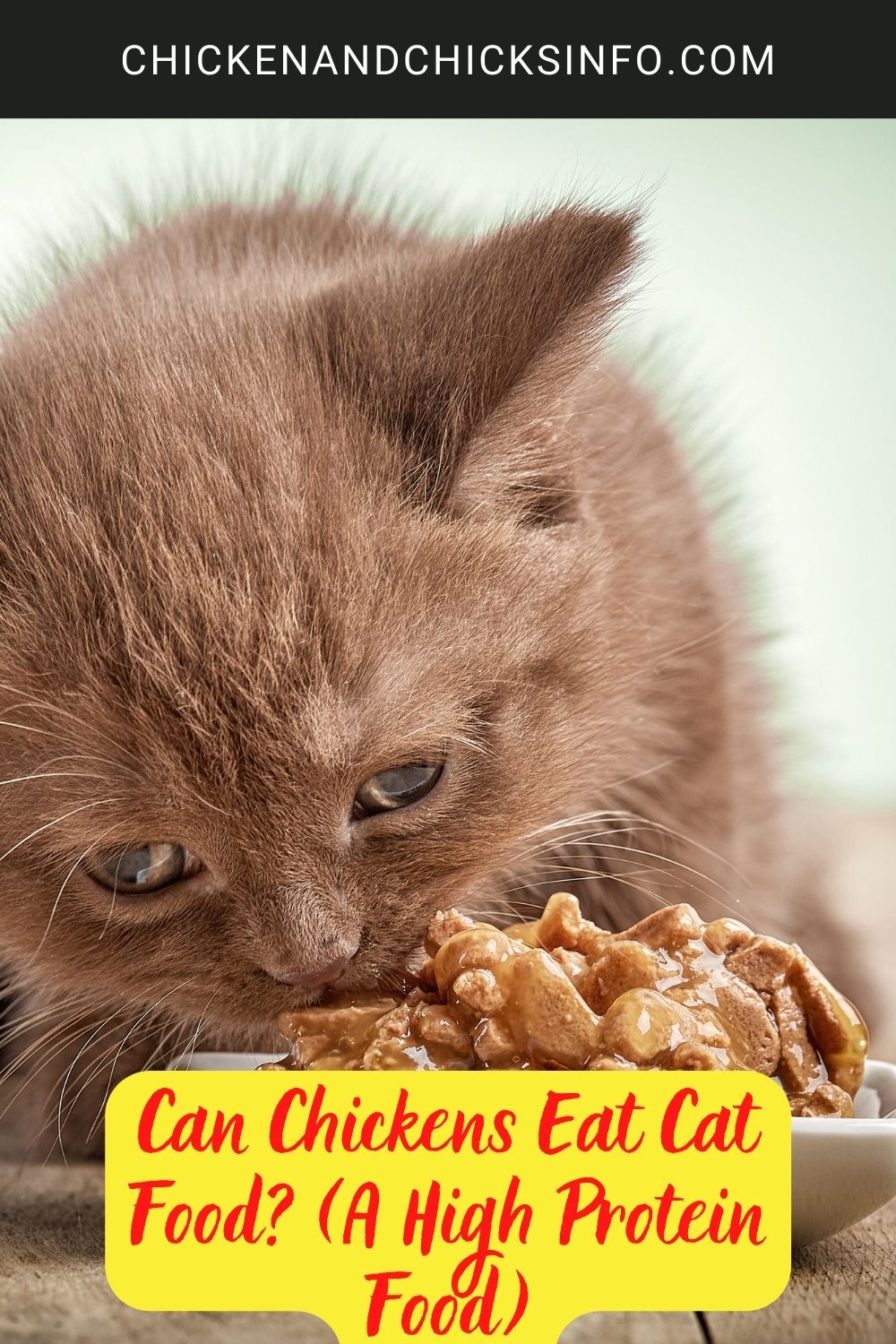 Can Chickens Eat Cat Food? (A High Protein Food) poster.
