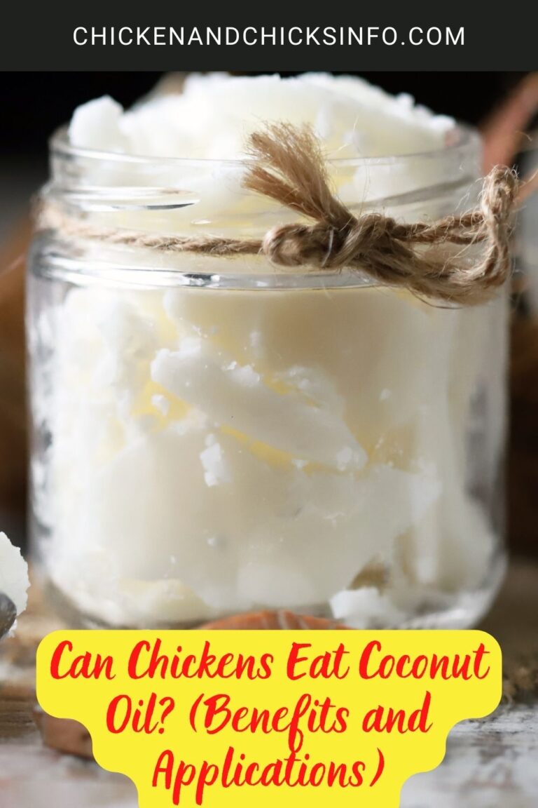 Can Chickens Eat Coconut Oil? (Benefits and Applications) Chicken