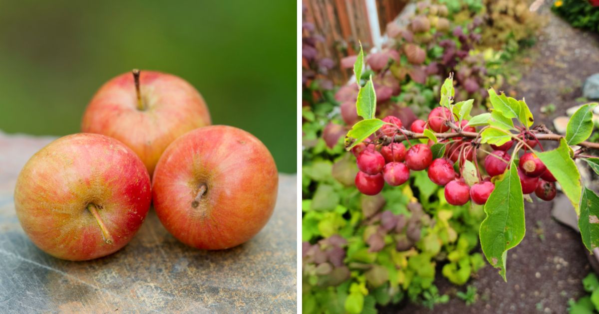 Can Chickens Eat Crab Apples? (Safety Tips) Chicken & Chicks Info
