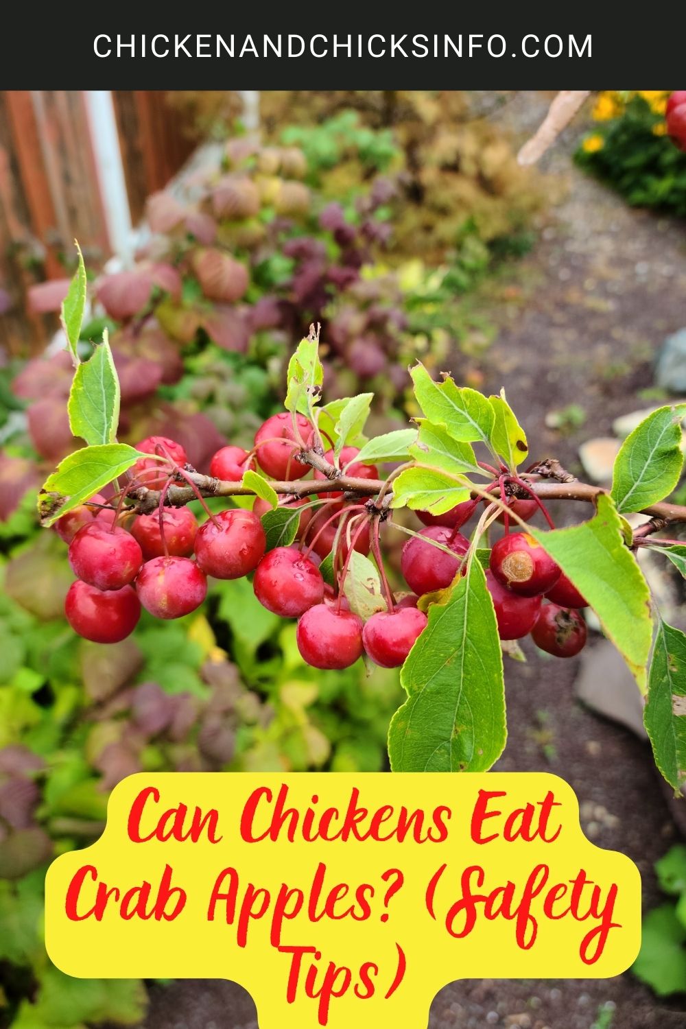 Can Chickens Eat Crab Apples? (Safety Tips) poster.
