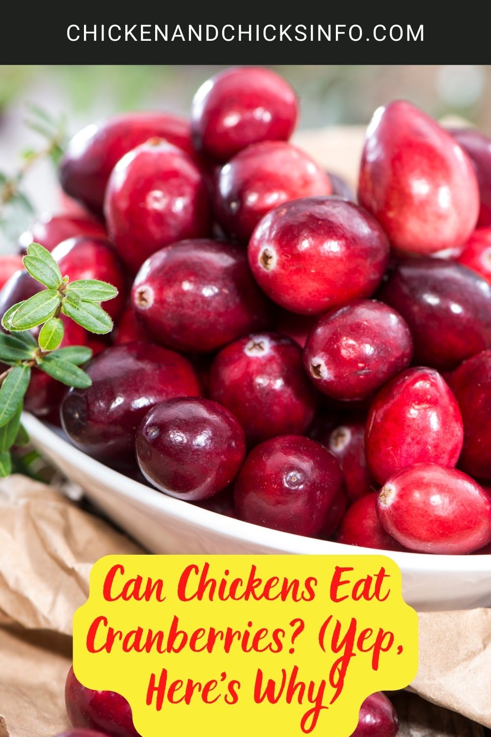 Can Chickens Eat Cranberries? (Yep, Here's Why) poster.
