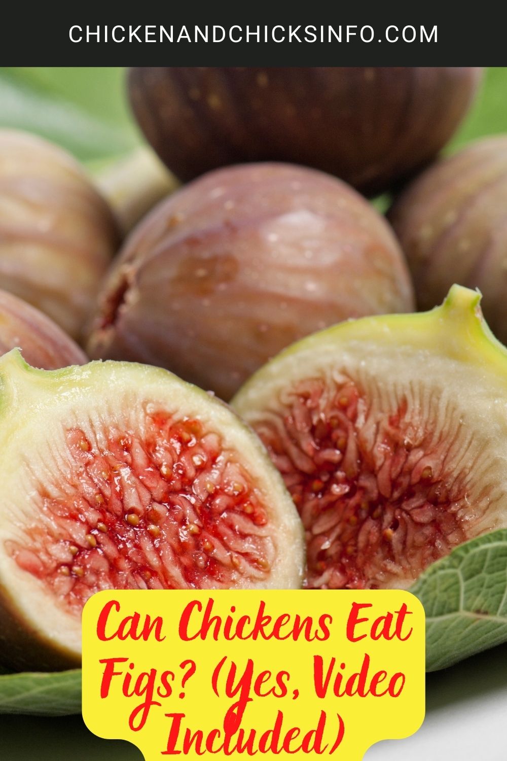 Can Chickens Eat Figs? (Yes, Video Included) poster.
