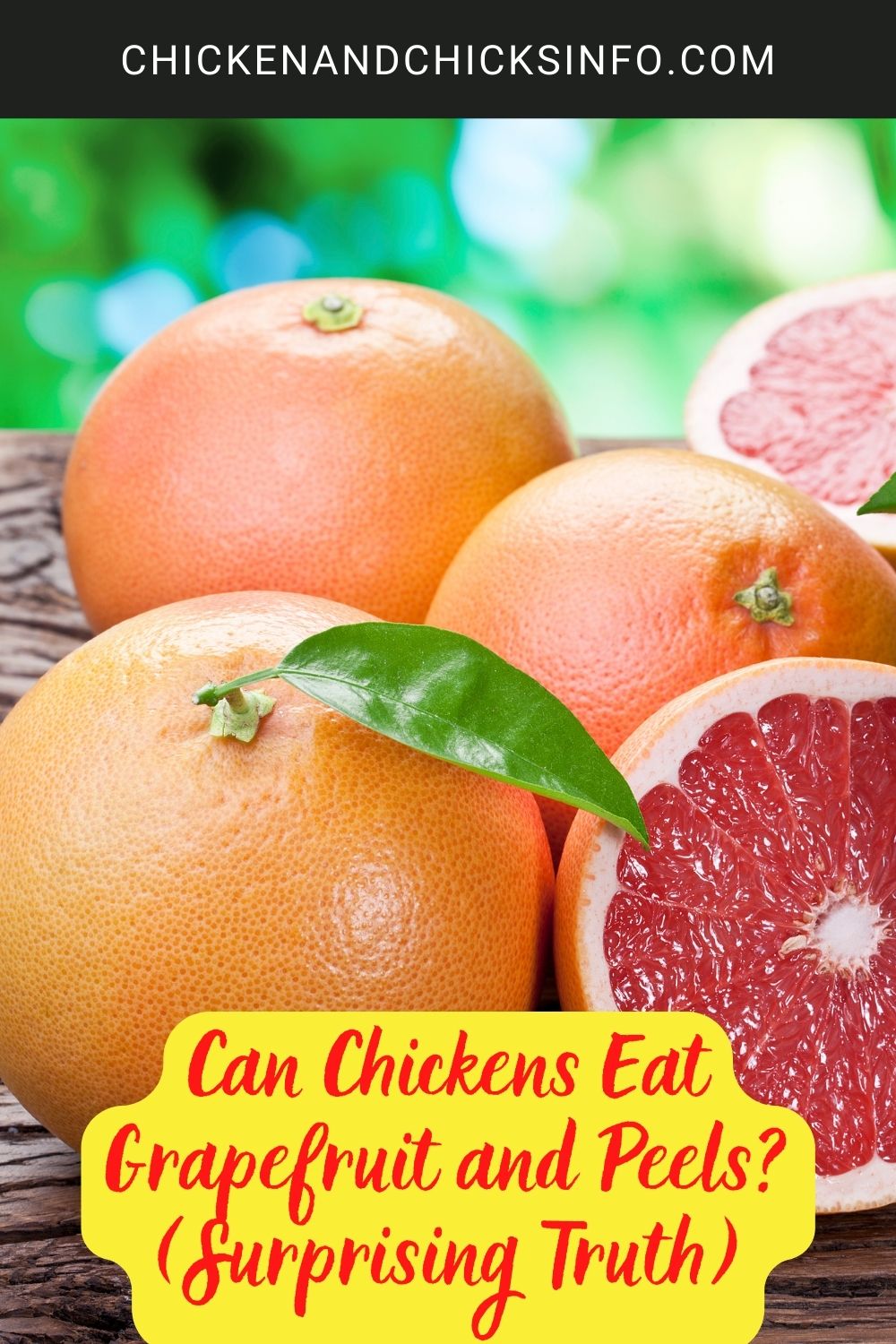 Can Chickens Eat Grapefruit and Peels? (Surprising Truth) poster.
