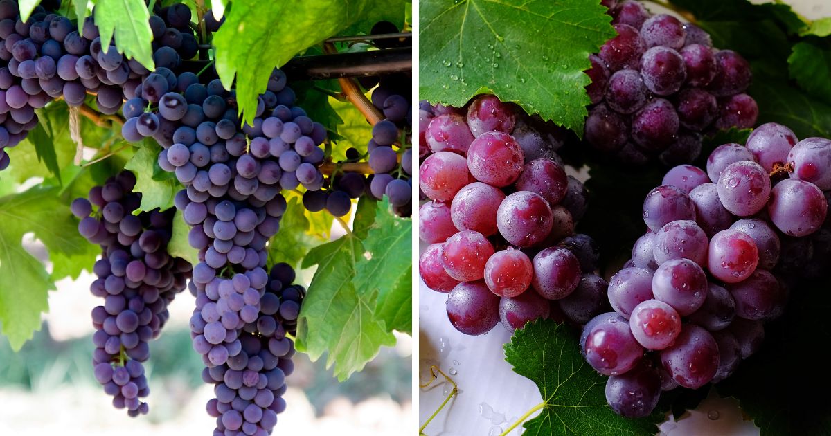 Can Chickens Eat Grapes? (Types, Feeding Tips) Chicken & Chicks Info