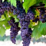 Ripe purple grapes hanging on branches.