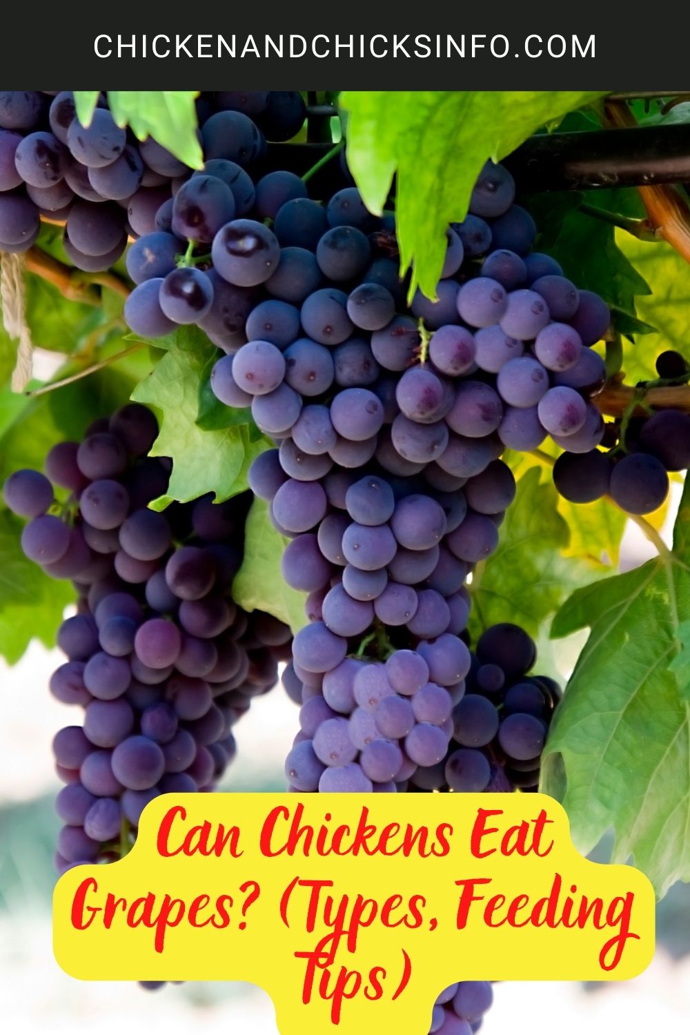 Can Chickens Eat Grapes? (Types, Feeding Tips) poster.
