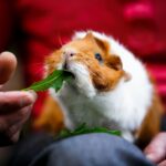 Man hand feeding a guinea pig with a herb.