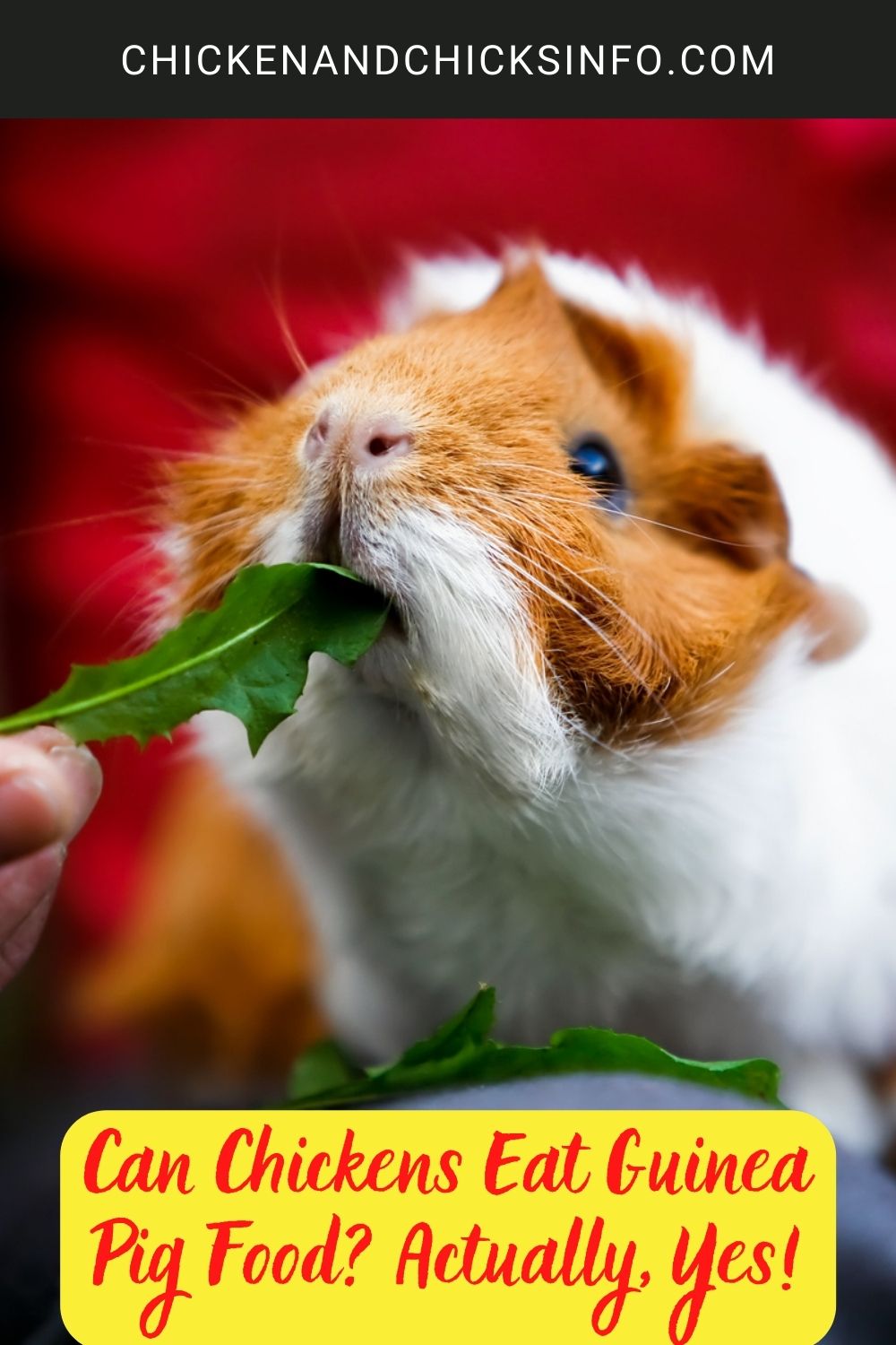 Can Chickens Eat Guinea Pig Food? Actually, Yes! poster.
