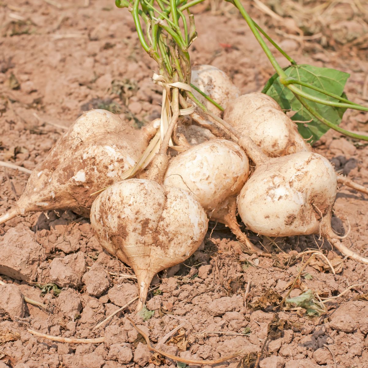 Can Chickens Eat Lentils? (+ How to Sprout Them) - Chicken & Chicks Info