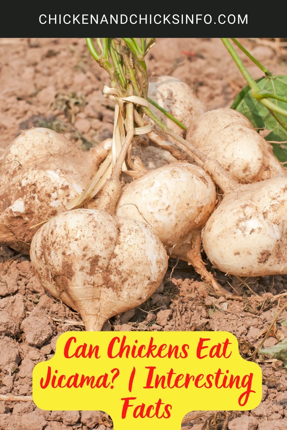 Can Chickens Eat Jicama? | Interesting Facts poster.
