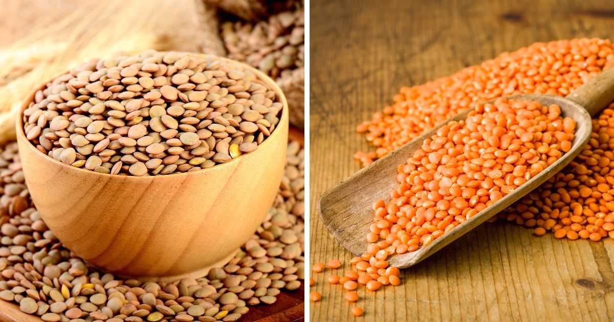 Can Chickens Eat Lentils? (+ How to Sprout Them) Chicken & Chicks Info