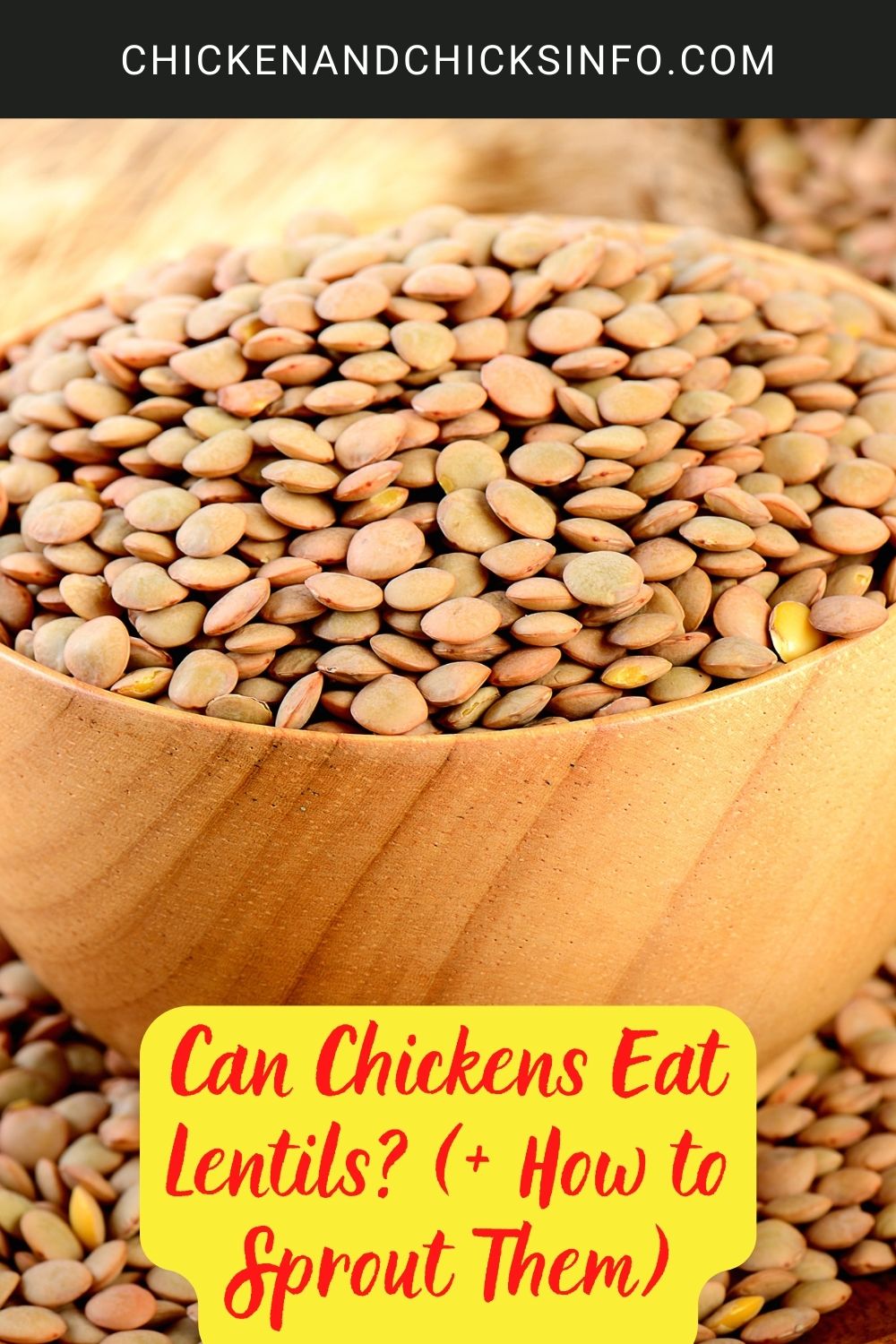 Can Chickens Eat Lentils? (+ How to Sprout Them) poster.
