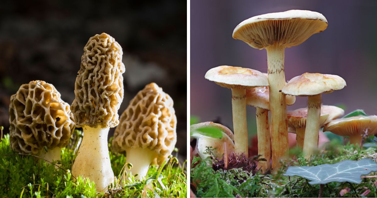 Can Chickens Eat Mushrooms? Chicken & Chicks Info