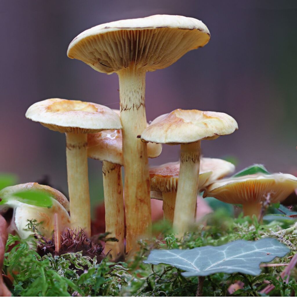 Can Chickens Eat Rhubarb? (Leaves Are Poisonous!) Chicken & Chicks Info