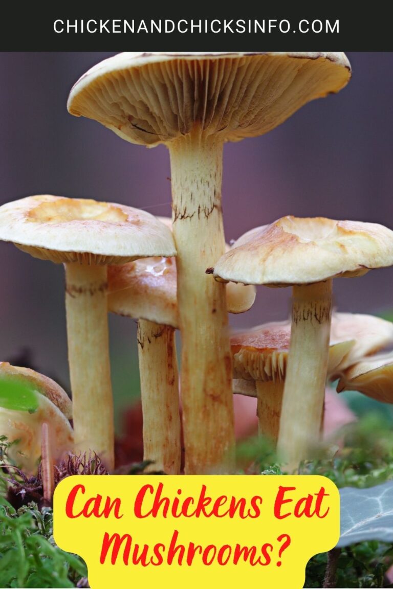 Can Chickens Eat Mushrooms? Chicken & Chicks Info