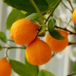 Ripe oranges on a tree.