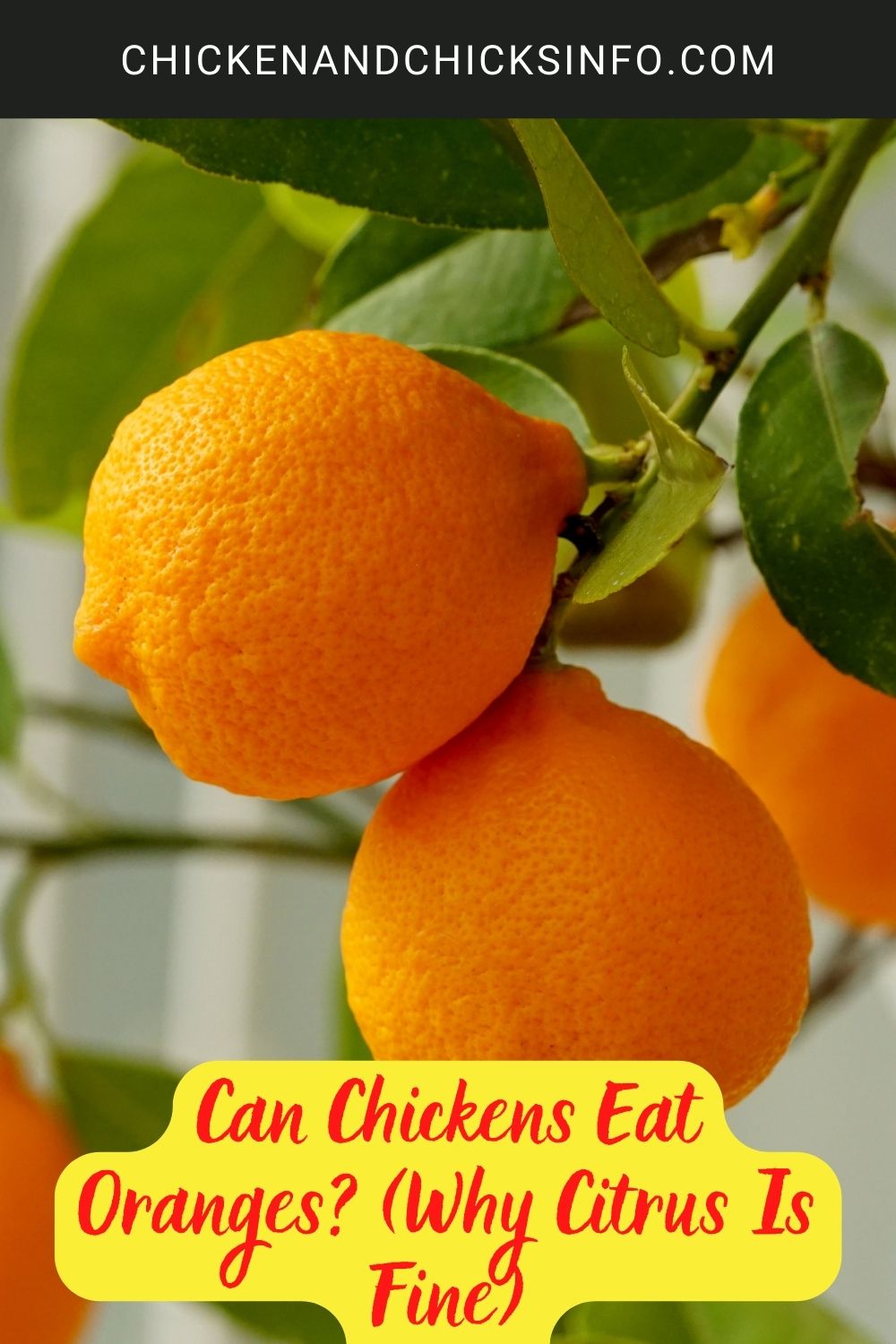 Can Chickens Eat Oranges? (Why Citrus Is Fine) poster.
