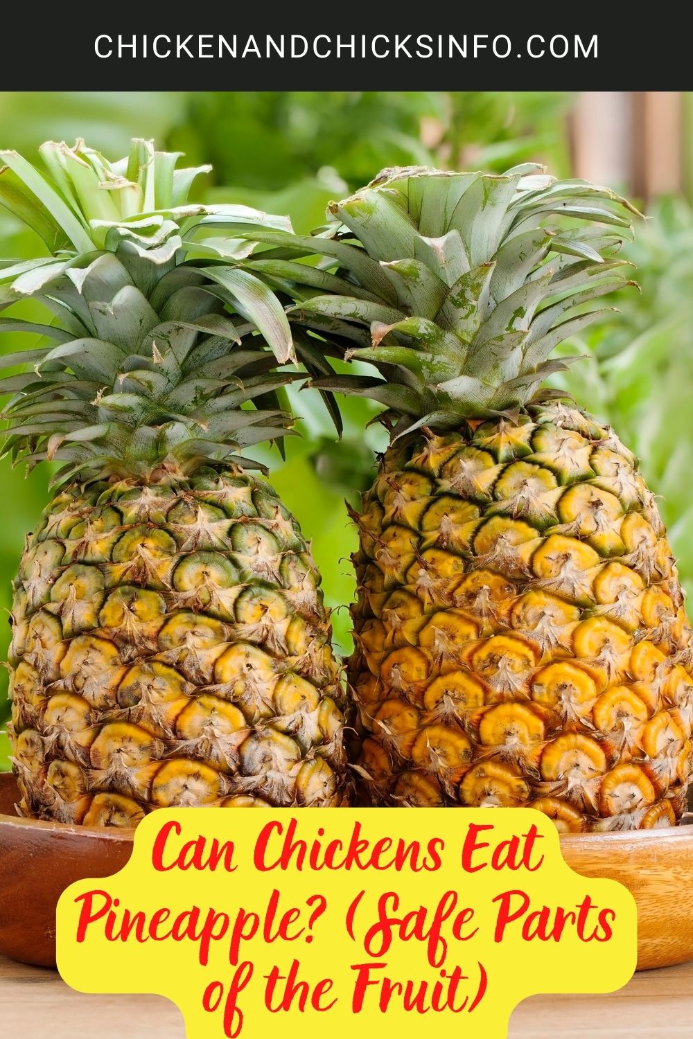 Can Chickens Eat Pineapple? (Safe Parts of the Fruit) poster.
