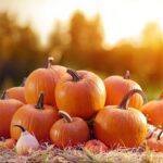 Pile of ripe organic pumpkins on a sunny day.